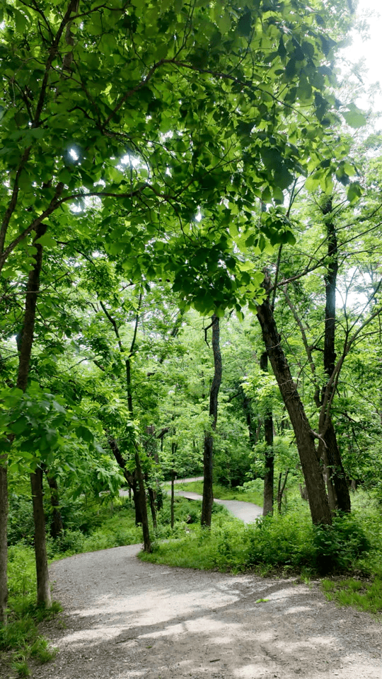 Forest bathing mindfulness workshop in natural surroundings